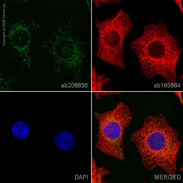Immunocytochemistry/ Immunofluorescence - PE Anti-PBR antibody [EPR5384] (AB208836)