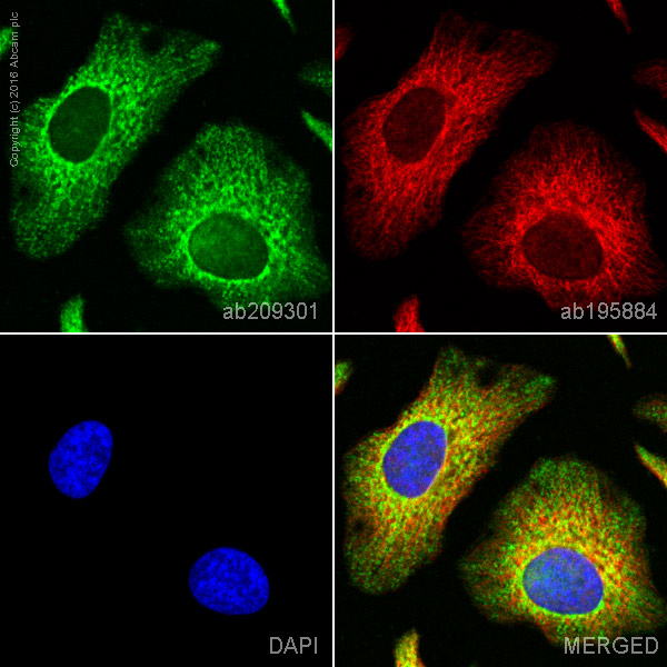 Immunocytochemistry/ Immunofluorescence - PE Anti-PDCD4 antibody [EPR3432] (AB209301)