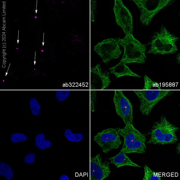 Immunocytochemistry/ Immunofluorescence - PE Anti-Pericentrin antibody [EPR21987] - Centrosome Marker (AB322452)