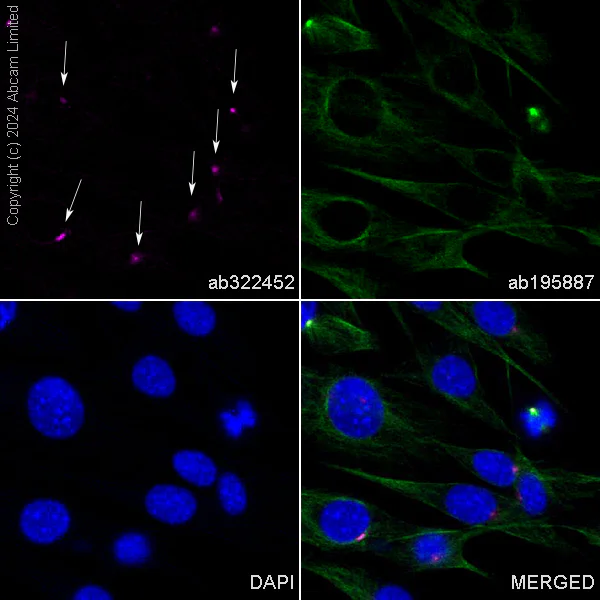 Immunocytochemistry/ Immunofluorescence - PE Anti-Pericentrin antibody [EPR21987] - Centrosome Marker (AB322452)