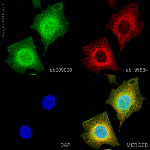 Immunocytochemistry/ Immunofluorescence - PE Anti-Peroxiredoxin 6 antibody [EPR3754] (AB209008), expandable thumbnail