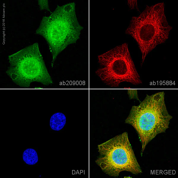 Immunocytochemistry/ Immunofluorescence - PE Anti-Peroxiredoxin 6 antibody [EPR3754] (AB209008)