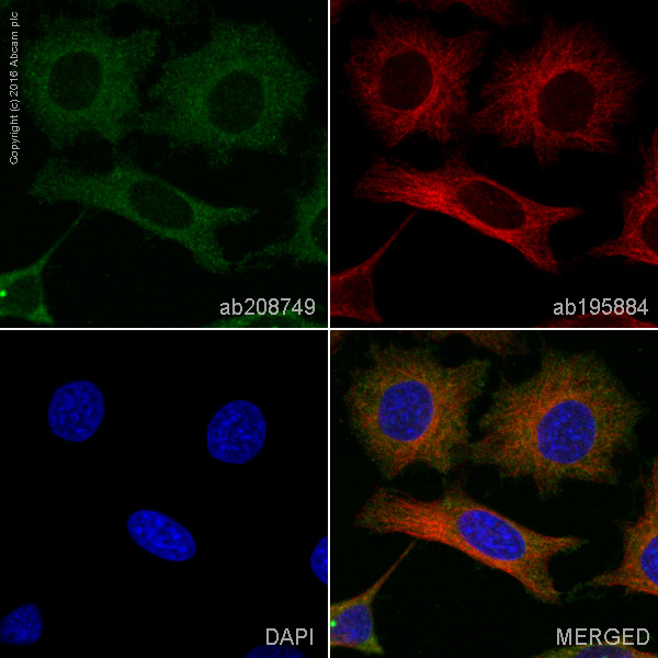 Immunocytochemistry/ Immunofluorescence - PE Anti-PKC alpha antibody [Y124] (AB208749)