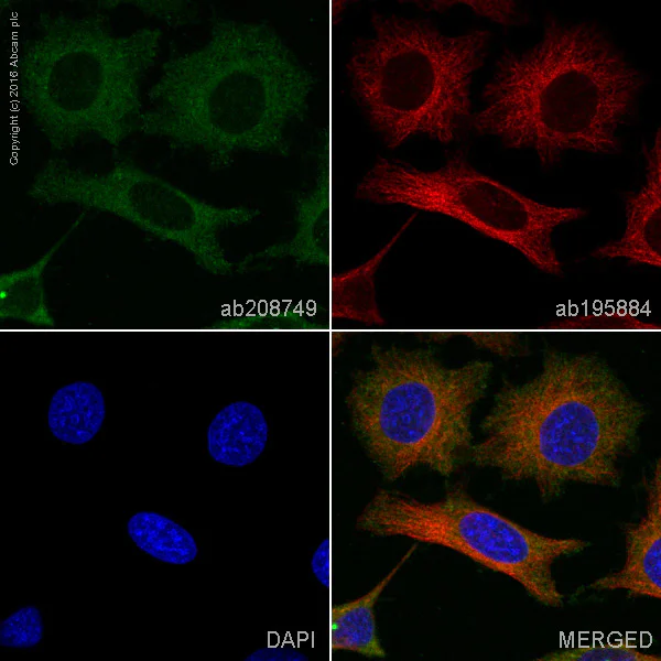 Immunocytochemistry/ Immunofluorescence - PE Anti-PKC alpha antibody [Y124] (AB208749)