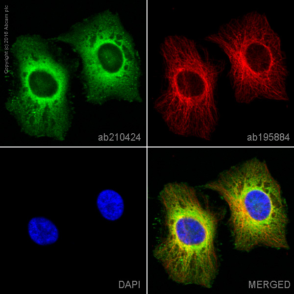 Immunocytochemistry/ Immunofluorescence - PE Anti-Prohibitin antibody [EP2803Y] (AB210424), expandable thumbnail