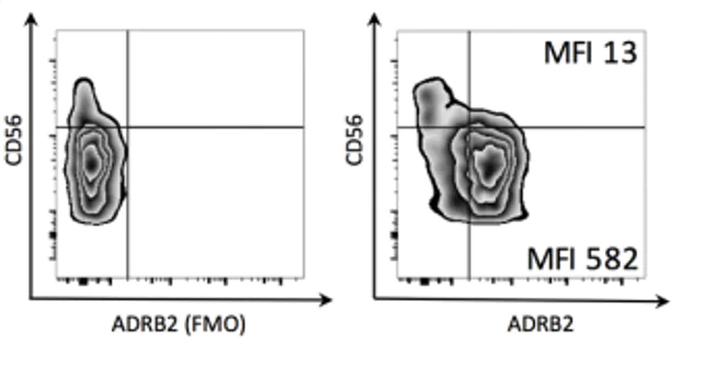 Conjugation - PE / R-Phycoerythrin Conjugation Kit - Lightning-Link® (AB102918)