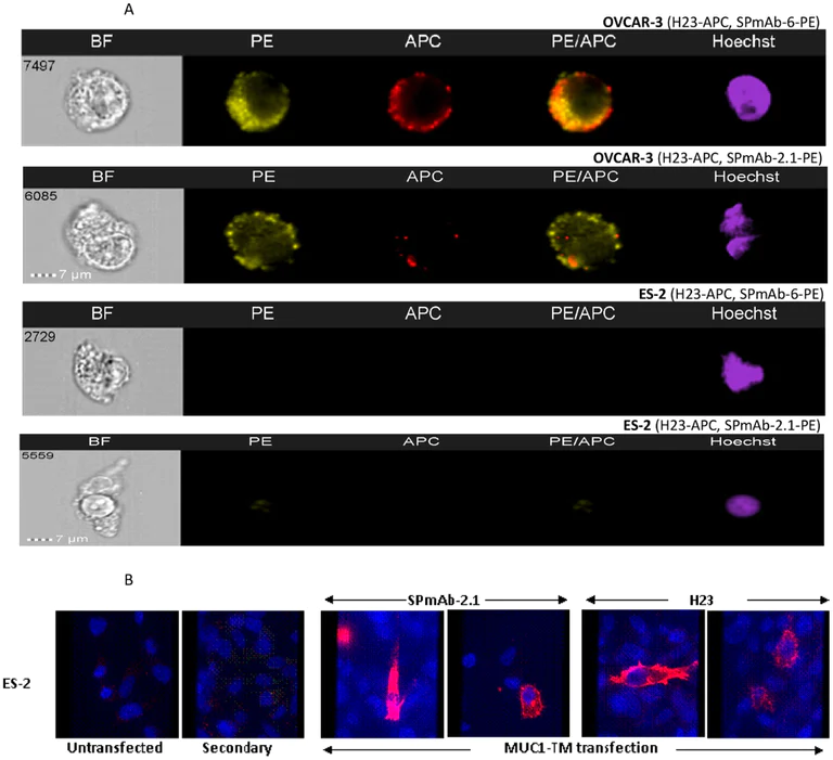Conjugation - PE / R-Phycoerythrin Conjugation Kit - Lightning-Link® (AB102918)