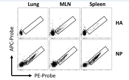 Conjugation - PE / R-Phycoerythrin Conjugation Kit - Lightning-Link® (AB102918)