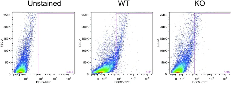 Conjugation - PE / R-Phycoerythrin Conjugation Kit - Lightning-Link® (AB102918)