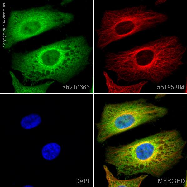 Immunocytochemistry/ Immunofluorescence - PE Anti-RAB8A antibody [EPR14873] - C-terminal (AB210666)