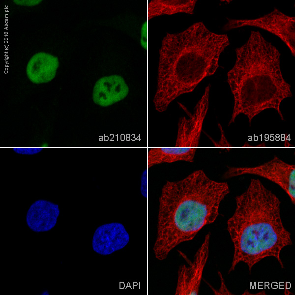 Immunocytochemistry/ Immunofluorescence - PE Anti-RBBP4 antibody [EPR3411] (AB210834)