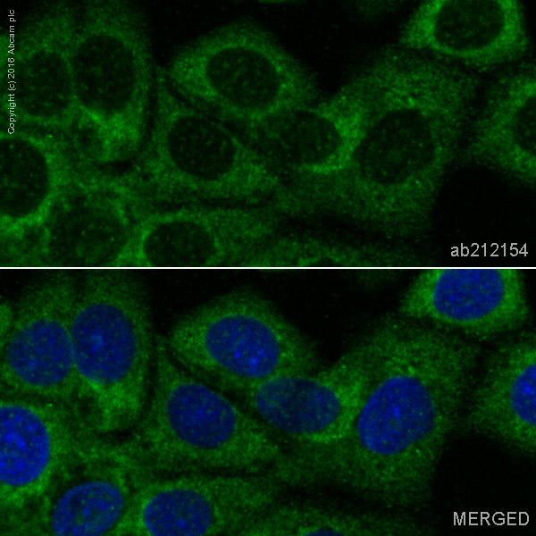 Immunocytochemistry/ Immunofluorescence - PE Anti-RhoA antibody [EPR18134] (AB212154)