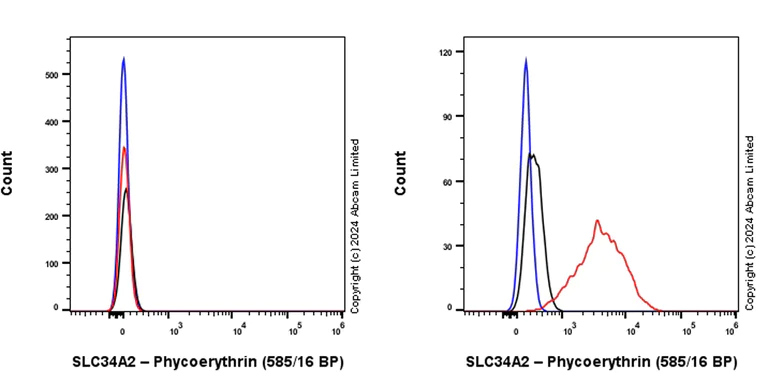 Flow Cytometry (Intracellular) - PE Anti-SLC34A2 antibody [SP322] - N-terminal (AB322453)