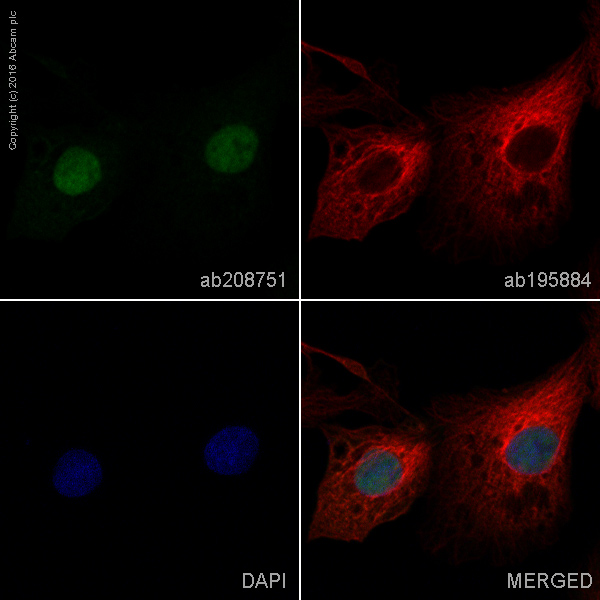 Immunocytochemistry/ Immunofluorescence - PE Anti-Smad3 antibody [EP568Y] (AB208751), expandable thumbnail