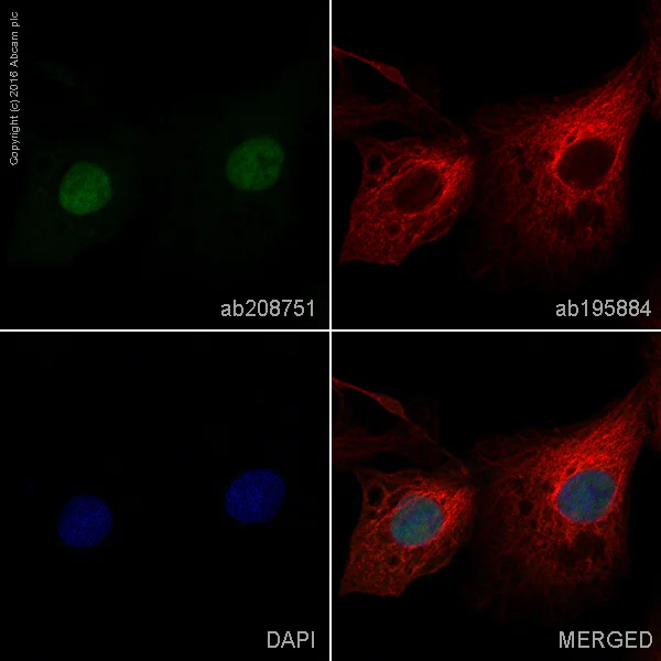 Immunocytochemistry/ Immunofluorescence - PE Anti-Smad3 antibody [EP568Y] (AB208751)