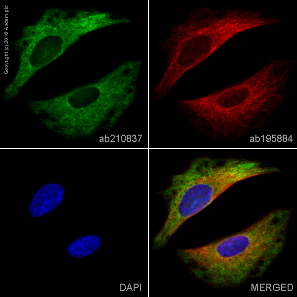 Immunocytochemistry/ Immunofluorescence - PE Anti-Syntenin antibody [EPR8102] (AB210837), expandable thumbnail