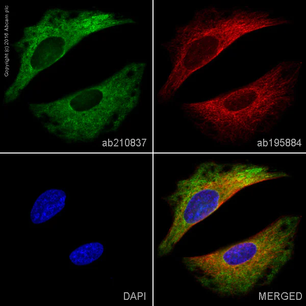 Immunocytochemistry/ Immunofluorescence - PE Anti-Syntenin antibody [EPR8102] (AB210837)