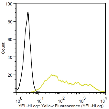 Flow Cytometry - PE Anti-T7 tag® antibody (AB72563)