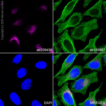 Immunocytochemistry/ Immunofluorescence - PE Anti-VEGFA antibody [EP1176Y] (AB209439)