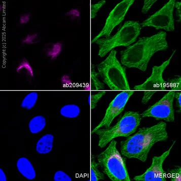 Immunocytochemistry/ Immunofluorescence - PE Anti-VEGFA antibody [EP1176Y] (AB209439)