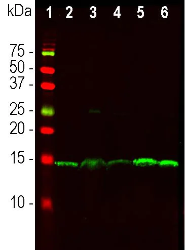 Western blot - Anti-PEA15 antibody [4D2] (AB277626)