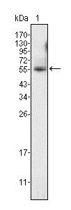 Western blot - Anti-Pea3 antibody [1A2G3] (AB70425)