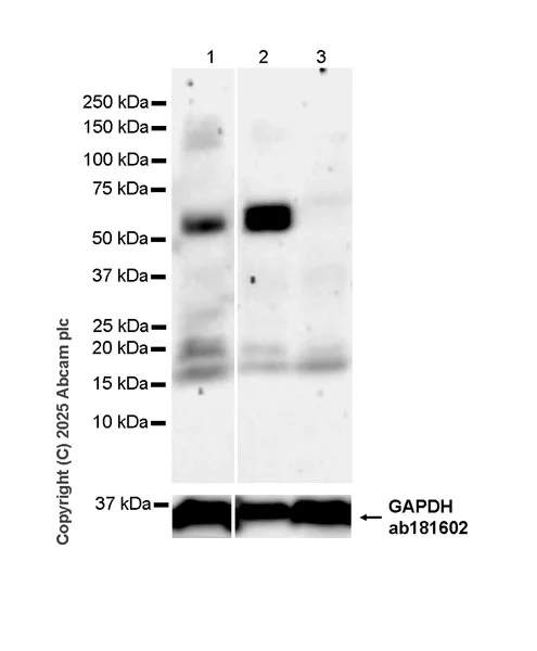 Western blot - Anti-Pea3 antibody [EPR30314-30] (AB323843)