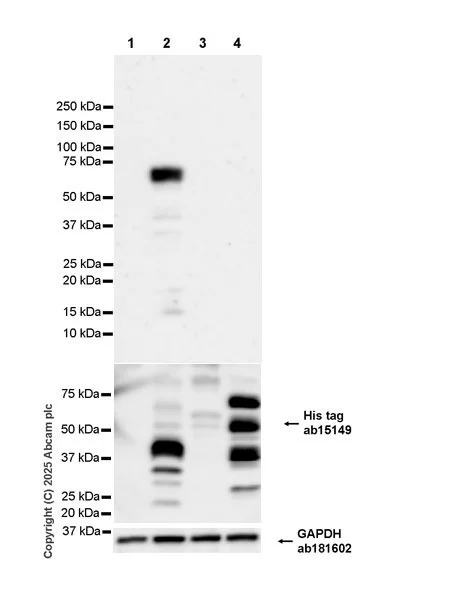 Western blot - Anti-Pea3 antibody [EPR30314-30] (AB323843)
