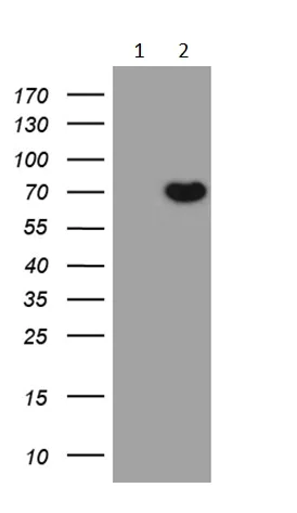 Western blot - Anti-Pea3 antibody [OTI5C11] (AB236503)