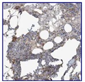 Immunohistochemistry (Formalin/PFA-fixed paraffin-embedded sections) - Anti-PEAR1 antibody (AB122261)