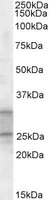 Western blot - Anti-PEBP4 antibody (AB99468)
