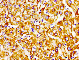 Immunohistochemistry (Formalin/PFA-fixed paraffin-embedded sections) - Anti-PECI/ECI2 antibody (AB235322), expandable thumbnail