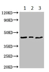 Western blot - Anti-PECI/ECI2 antibody (AB235322)