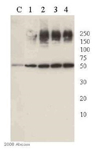 Western blot - Anti-PEDF antibody (AB14993), expandable thumbnail