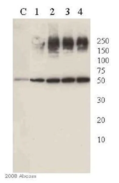 Western blot - Anti-PEDF antibody (AB14993)