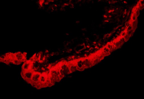 Immunohistochemistry (Formalin/PFA-fixed paraffin-embedded sections) - Anti-PEDF antibody (AB203033)