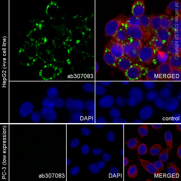 Immunocytochemistry/ Immunofluorescence - Anti-PEDF antibody [EPR25141-150] - BSA and Azide free (AB307084), expandable thumbnail