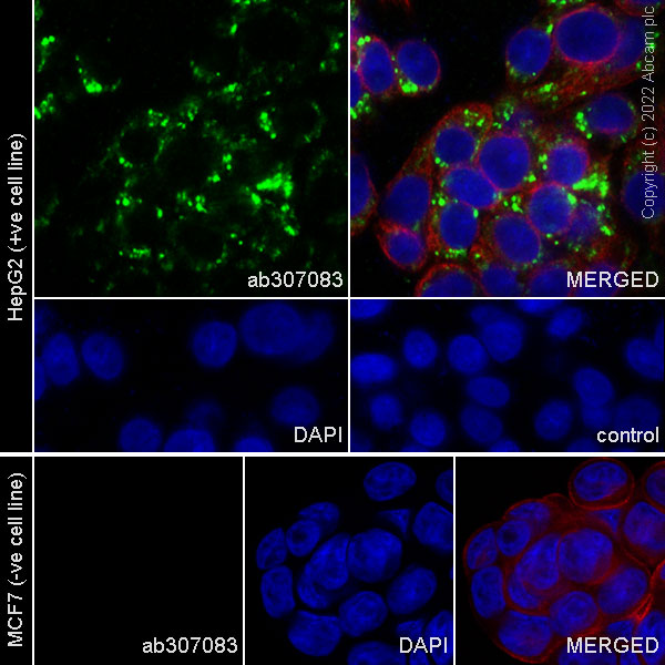 Immunocytochemistry/ Immunofluorescence - Anti-PEDF antibody [EPR25141-150] - BSA and Azide free (AB307084), expandable thumbnail