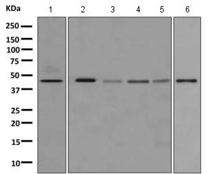 Western blot - Anti-PEDF antibody [EPR9826(B)] - BSA and Azide free (AB249310), expandable thumbnail