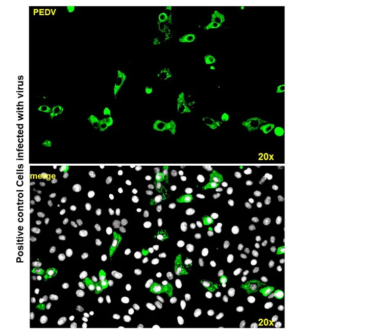 Immunocytochemistry/ Immunofluorescence - Anti-PEDV antibody [2F7] (AB325988)
