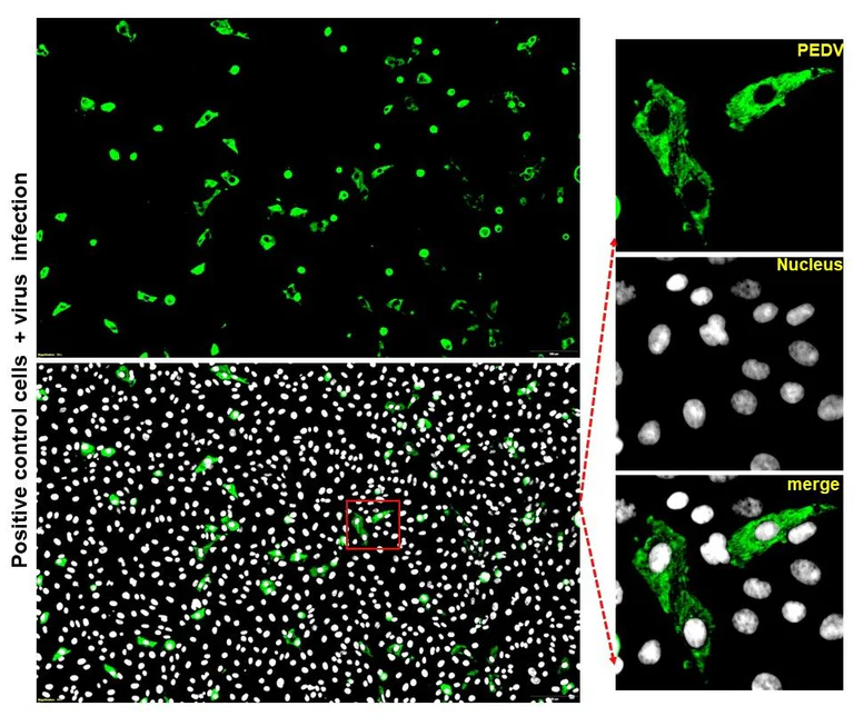 Immunocytochemistry/ Immunofluorescence - Anti-PEDV antibody [3D6] (AB325989)
