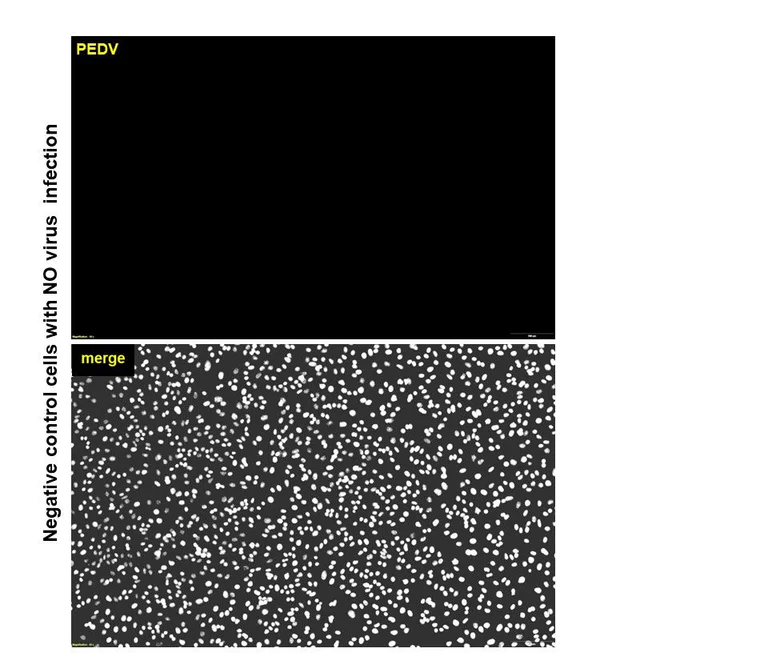 Immunocytochemistry/ Immunofluorescence - Anti-PEDV antibody [3D6] (AB325989)