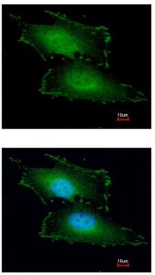 Immunocytochemistry/ Immunofluorescence - Anti-PEF1 antibody (AB96132), expandable thumbnail