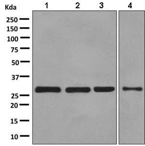 Western blot - Anti-PEF1 antibody [EPR9310] - BSA and Azide free (AB248836)