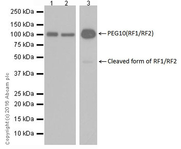 Western blot - Anti-PEG10/EDR antibody [EPR20051] (AB215035)