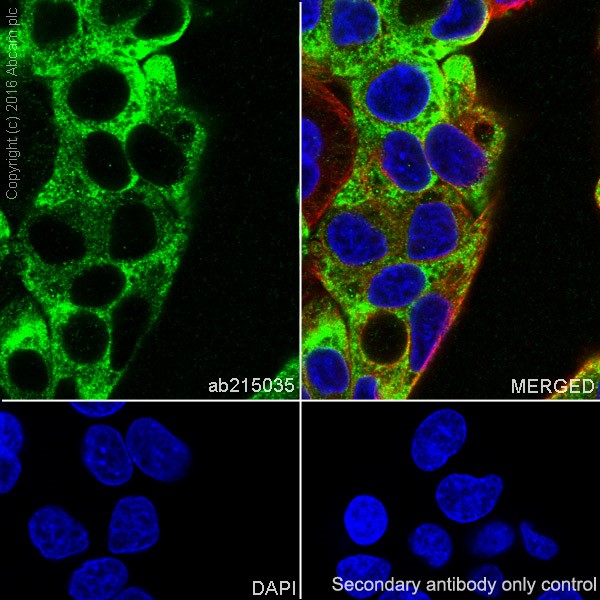Immunocytochemistry/ Immunofluorescence - Anti-PEG10/EDR antibody [EPR20051] - BSA and Azide free (AB240392), expandable thumbnail