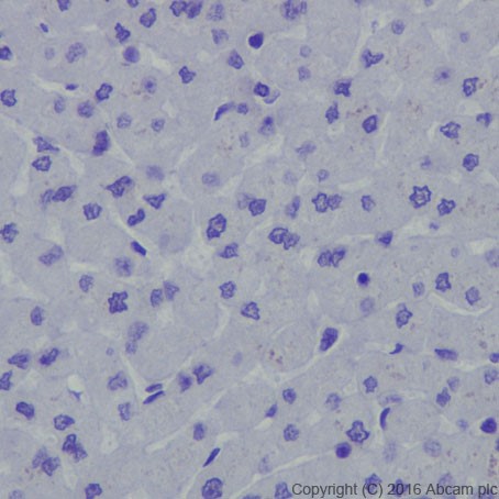 Immunohistochemistry (Formalin/PFA-fixed paraffin-embedded sections) - Anti-PEG10/EDR antibody [EPR20051] - BSA and Azide free (ab240392), expandable thumbnail