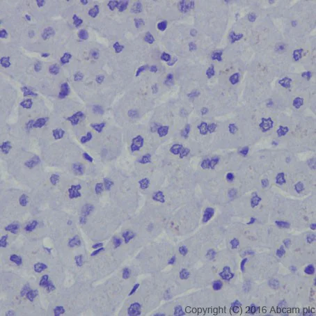 Immunohistochemistry (Formalin/PFA-fixed paraffin-embedded sections) - Anti-PEG10/EDR antibody [EPR20051] - BSA and Azide free (AB240392)