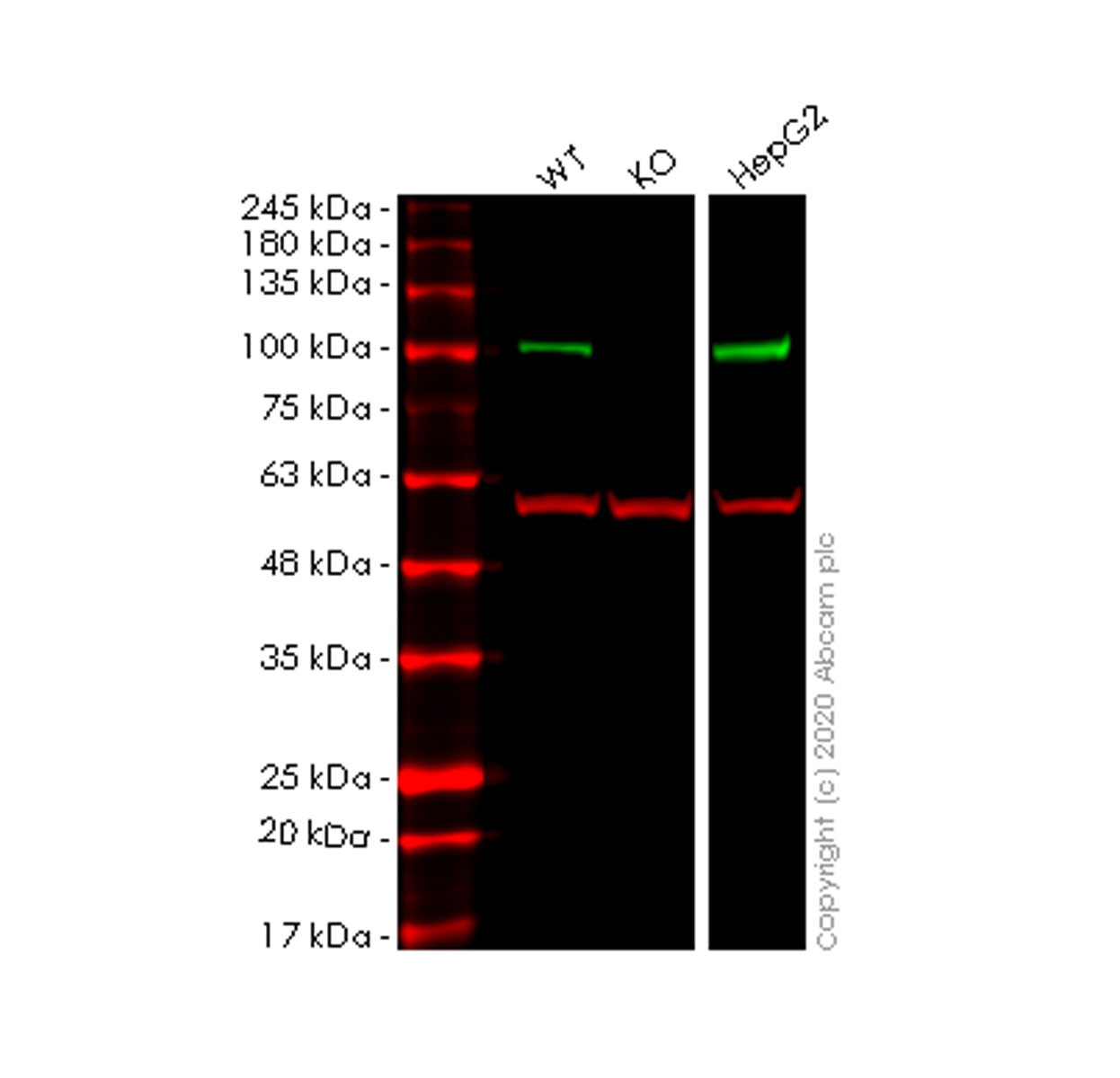 Western blot - Anti-PEG10/EDR antibody [EPR20051] - BSA and Azide free (AB240392), expandable thumbnail