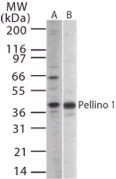 Western blot - Anti-Pellino 1 antibody (AB13812)